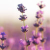 Soft Calm - Aroma de lavanda